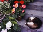 Calico_CatNap