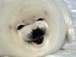 Harp_Seal_Pup