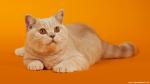 cat_243