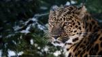 Tiger_36