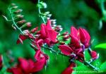 Flower_008