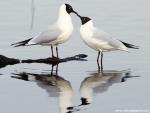 Birds_156