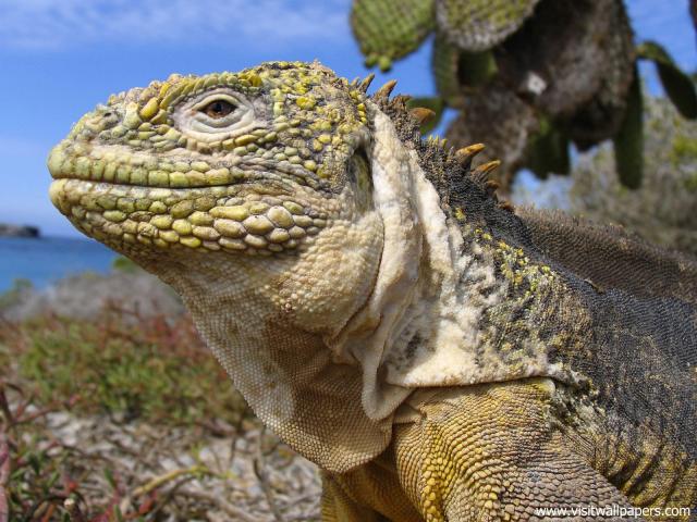 Animals_408