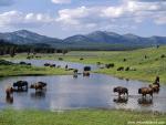 Animals_410