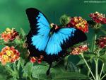 Animals_578