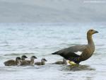 Animals_579