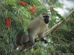 Animals_580