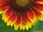 Flower_041
