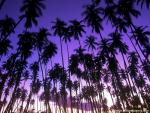 Hawaiian_02