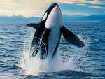ocean-life-560