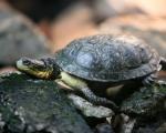 Animals_670