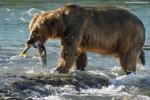 Animals_678