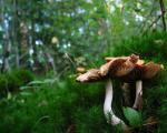 tree_262