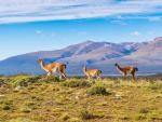 south_america_164