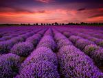 Sunset_146