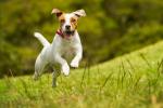 dog_531