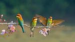 Birds_366