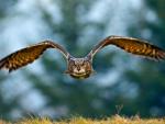Birds Wallpapers 