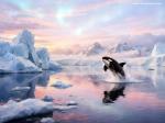 Ocean Animals Wallpaper