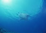 ocean-life-168