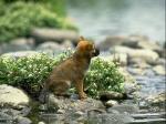 dog_297
