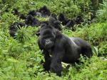 Animals_003