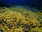 ocean-life-241
