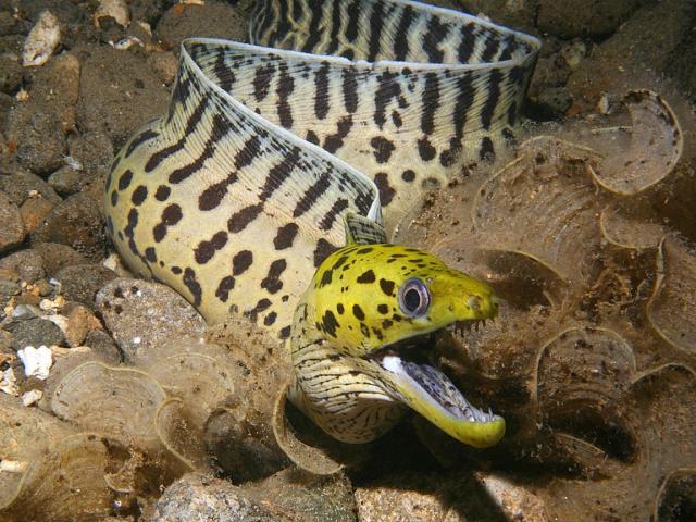 FimbriatedMorayEel