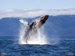 500 National Geographic Wallpapers Collection 2