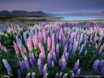 National Geographic Wallpapers