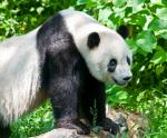 Animals_038