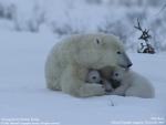 Animals_134