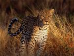 Leopard_17