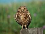 Birds_054