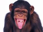Animals_239