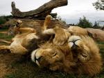 Lion_10
