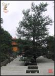 temple_146