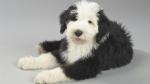 Old English Sheepdog
