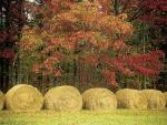 Hayfield_Cumberland_Plateau_Tennessee